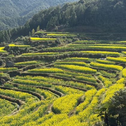 武夷山《印象大红袍》演出+婺源篁岭景区+江岭赏油菜花海+九曲溪竹筏漂流6日5晚私家团