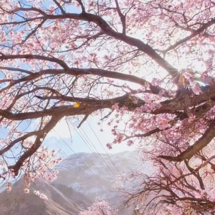 南疆+喀什地区+塔什库尔干+莎车5日4晚自由行