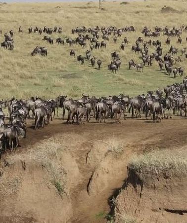 3D2N • 3 days 2 nights group safari to Maasai Mara National Reserve 4WD