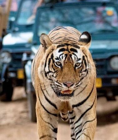 2D1N • Taj Mahal & Tiger Safari: 2-Day Private Tour from Delhi
