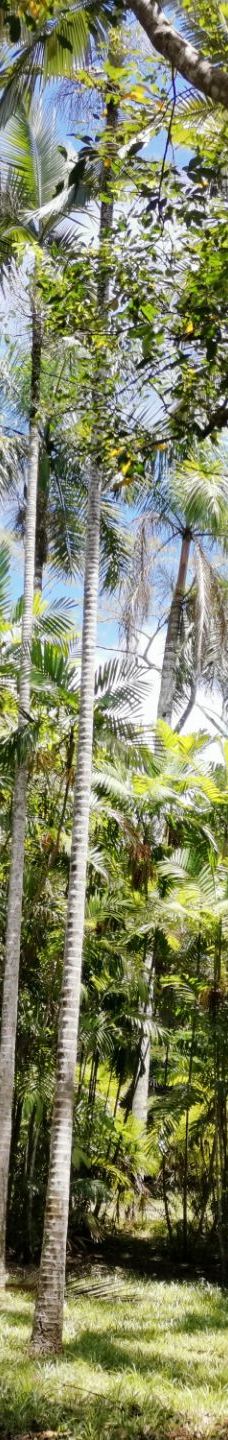 海南热带植物园-儋州