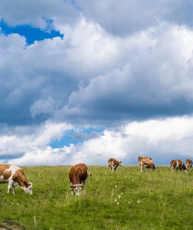 7D6N • Hulunbuir + Manzhouli + Aershan National Forest Park