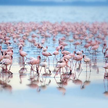 肯尼亚+坦桑尼亚12日11晚跟团游