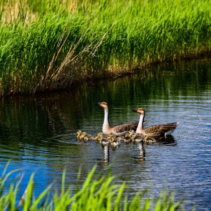 扎龙生态旅游区+龙沙动植物园+龙沙公园+水师森林温泉度假区2日1晚私家团