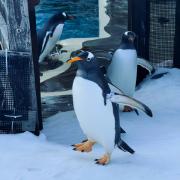 日本东京+大阪+京都+富士山+北海道8日7晚拼小团