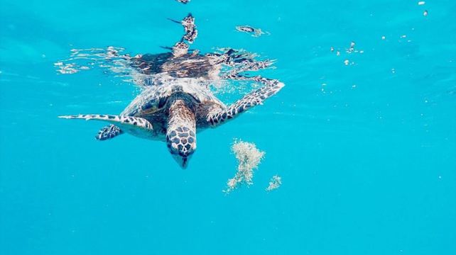 22-Day Mayan Adventure Tour from Playa del Carmen·Mexico, Belize, Guatemala, Palenque, Antigua, Flores | Max 16 Guests