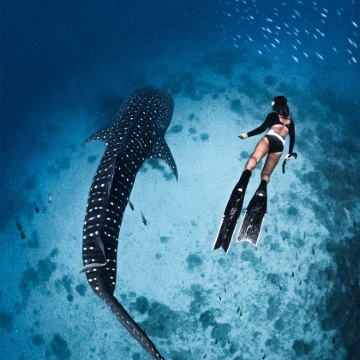 菲律宾宿务+薄荷岛6日5晚私家团