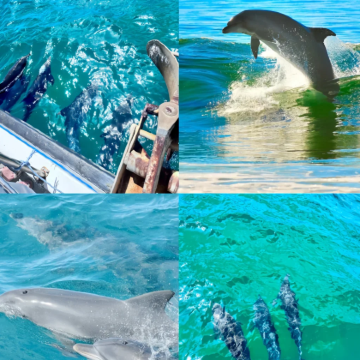 悉尼+杰维斯湾+蓝山国家公园+猎人谷+斯蒂芬斯港8日7晚私家团