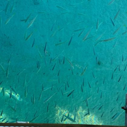 塞舌尔+留尼汪（法属）12日11晚私家团