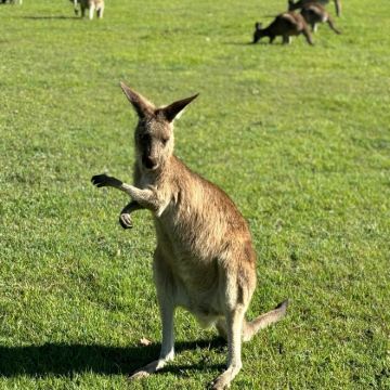 澳大利亚布里斯班+黄金海岸7日6晚私家团