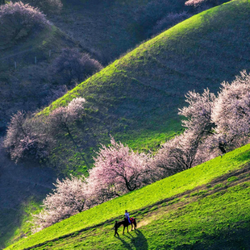 新疆乌鲁木齐+北疆8日7晚跟团游