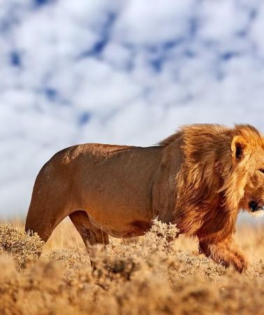 4D3N • From Nairobi: 4-Day Maasai Mara Budget Safari In 4WD Jeep