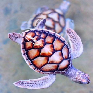 斯里兰卡科伦坡+贾夫纳+亭可马里+康提+美蕊沙+加勒14日13晚私家团