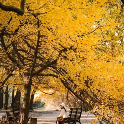 云南昆明+腾冲+芒市+西双版纳10日9晚拼小团