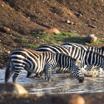 肯尼亚马赛马拉国家公园+纳库鲁+安波塞利国家公园9日6晚跟团游
