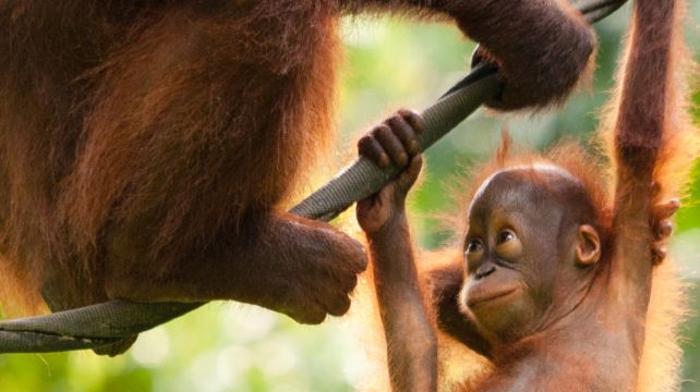 11-Day Higlights of Sabah & Mt Kinabalu Tour·Kota Belud, Sungai Kinabatangan, Sepilok, Pulau Libaran, Kota Kinabalu