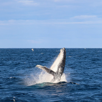 澳大利亚悉尼+蓝山国家公园+猎人谷10日7晚私家团