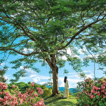 云南西双版纳5日4晚跟团游