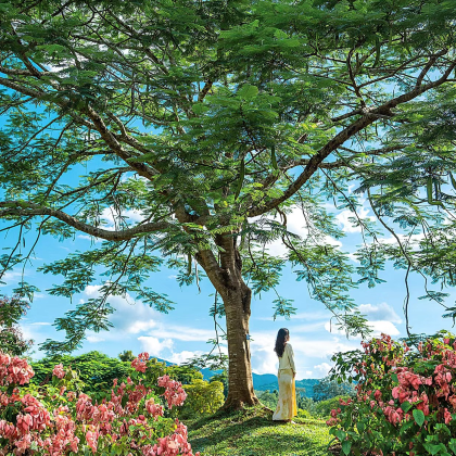 云南西双版纳5日4晚跟团游