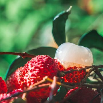 5日4晚 · 旅行團 · 廣東信宜+懷鄉鎮虎跳峽+李花谷景區+中國荔枝博覽館+晏鏡嶺