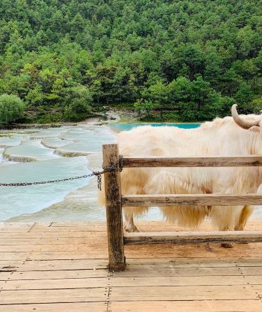 6D5N•Jiuzhaigou + Huanglong+ Panda Valley + Dujiangyan + Mt. Siguniang - Summer Escape - Airport Transfer included - Free Time in Chengdu