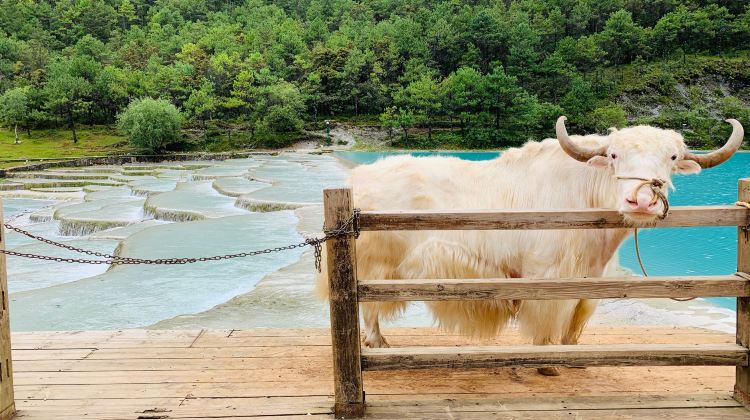 6D5N · Private Tours · Jiuzhaigou + Huanglong+ Panda Valley + Dujiangyan + Mt. Siguniang - Summer Escape - Airport Transfer included - Free Time in Chengdu