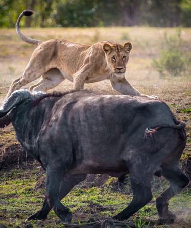 8D7N • Kenya 8 days 7 nights wild luxury safari across Mount Kenya and the East African Rift Valley