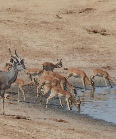 2D1N • 2-Day Hwange National Park Safari from Victoria Falls