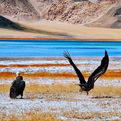 羌塘国家级自然保护区+帕米尔旅游区+塔莎古道+盘龙古道+塔克拉玛干沙漠+喀什古城11日10晚跟团游