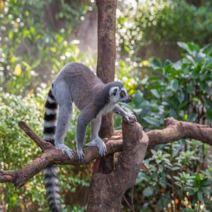 广州+广州长隆旅游度假区5日4晚私家团