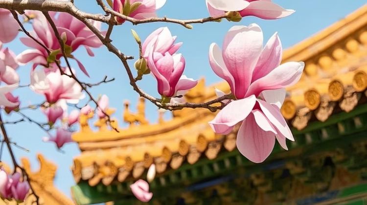 5D4N · Private Tours · No need to head south for water towns  Northern Water Town hidden in Beijing Luxury Tour The Palace Museum, Gubei Water Town & Simatai Great Wall