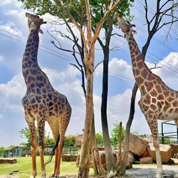 宿迁洋河酒厂文化旅游区+龙王庙行宫3日2晚私家团