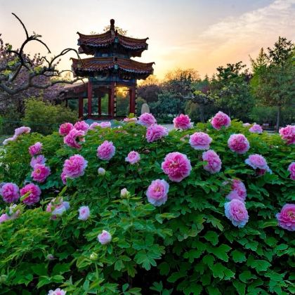 河南郑州+开封+安阳+洛阳13日12晚私家团