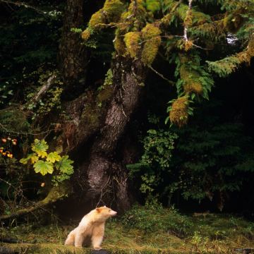 加拿大温哥华+雷夫尔斯托克+贾斯珀+班夫8日7晚拼小团