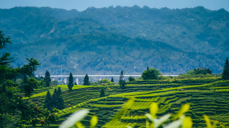 2-Day China + Hangzhou + West Lake + Lingyin Temple + Longjing Village·  