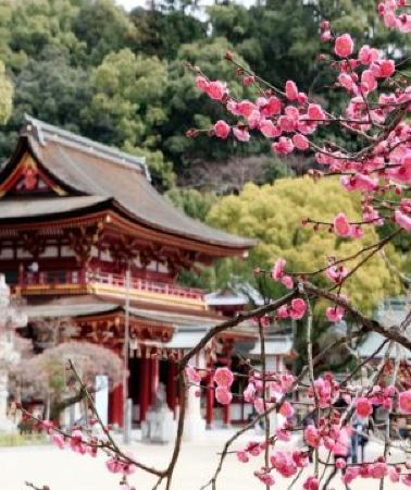 7日6晚 • 鹿兒島市+宮崎市+福岡7天團 · 春日溫泉之旅  「初春賞梅賞櫻 」及「米芝蓮景點推介」太宰府～天滿宮、賞櫻名所(由布院溫泉街、仙巖園、「日本三大名城」熊本城、水前寺公園)、金鱗湖、馬背斷崖絕...