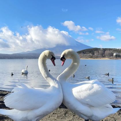 日本东京+富士河口湖町+富士山+箱根6日5晚拼小团