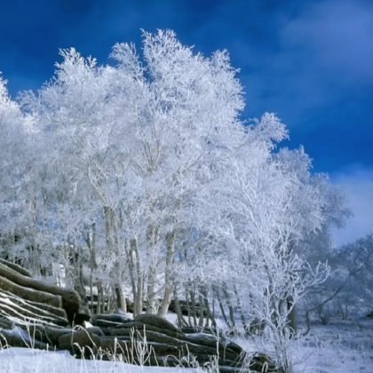 亲近自然·乌兰布统雪域秘境4天3晚亲子营【驰骋林海雪原，邂逅冰雪那达慕】