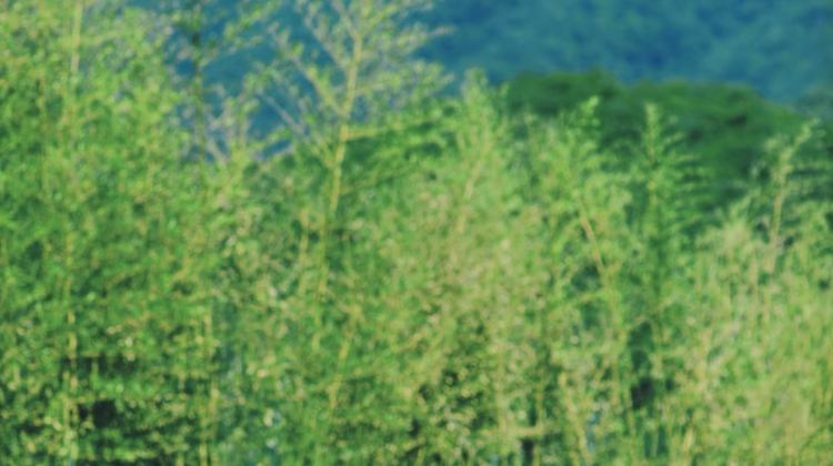 3D2N · Group Tours · Shennongjia Scenic Area: Shennongding - Dajiuhu Lake - Guanmen Mountain - Shennong Altar 