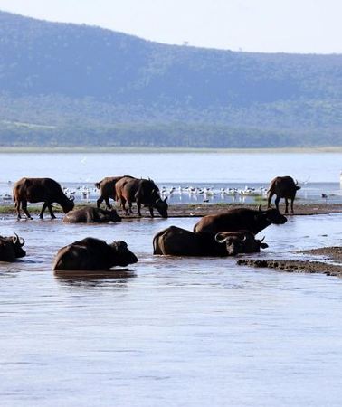 2D1N • 2 Day Tour Lake Nakuru, Hell' s Gate & Lake Naivasha From Nairobi