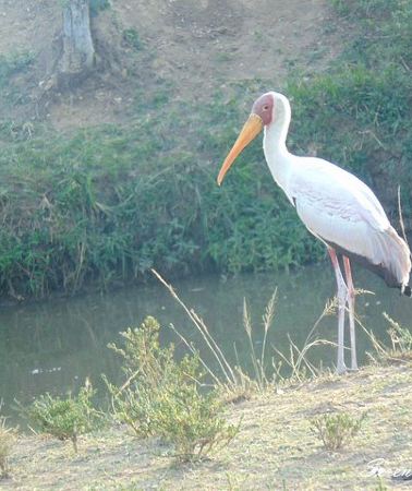 6D5N • 6 Days Safari to Lake Nakuru, Maasai Mara, lake Naivasha and Amboseli