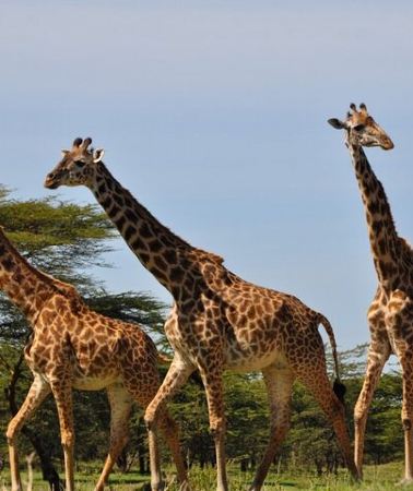 2D1N • 3 Days Mikumi Safari Adventures by Ferry from Zanzibar