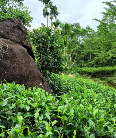 3D2N • Sinharaja: 3-Day Rainforest, Village, and Tea Experience