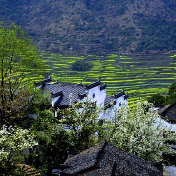 黄山+婺源+宏村3日2晚跟团游