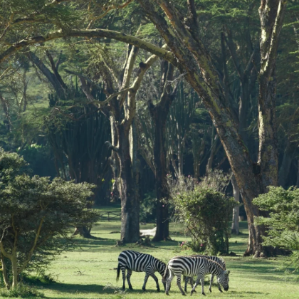 肯尼亚+安波塞利国家公园+马赛马拉国家保护区+奈瓦沙10日7晚私家团