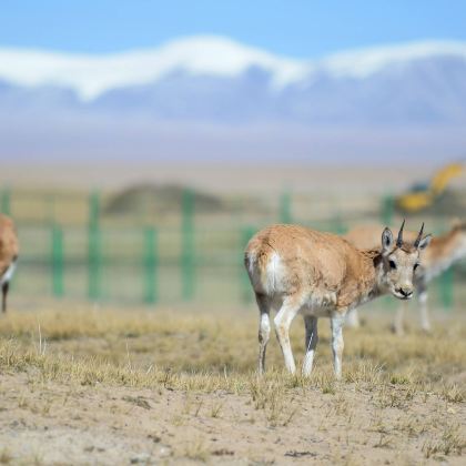 格尔木+黑独山+察尔汗盐湖+大柴旦翡翠湖旅游景区+可可西里国家级自然保护区索南达杰保护站5日4晚私家团