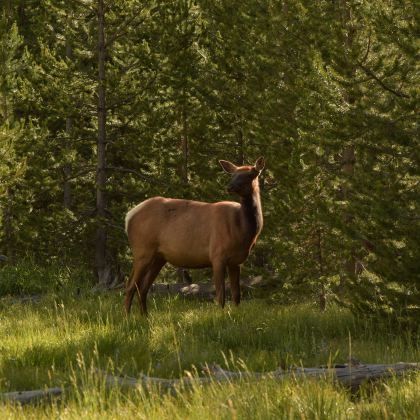 美国盐湖城+杰克逊+大蒂顿国家公园+黄石国家公园5日4晚私家团