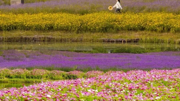 2025年11月苏州私家团深度评测：8家地接社响应与匹配能力实测