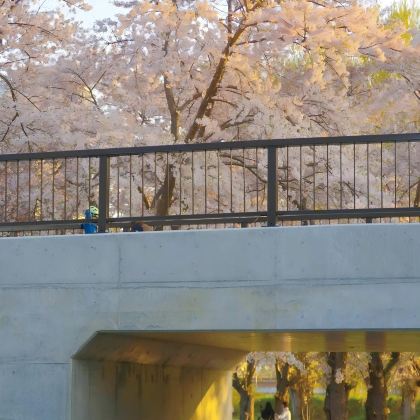 日本北海道札幌+函馆5日4晚自由行