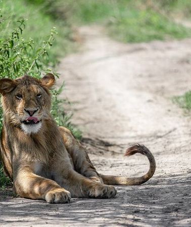 5D4N • 5-Day Highlights mid-Range Crater, Serengeti, Tarangire